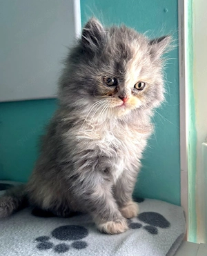 BLH flauschige kleine Fellknäuel 