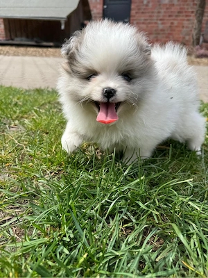 Pomeranian Pomchi Zwergspitz Welpen