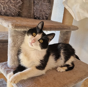 Sia, 3 Jahre, lieb, Einzelkatze