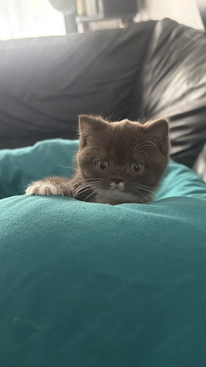 Bkh kitten mit stammbaum