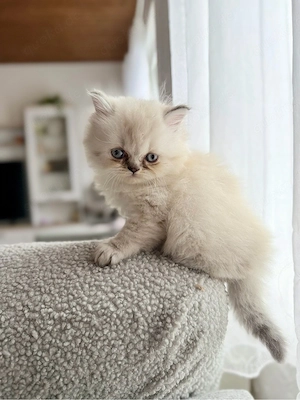 Britisch Kurzhaar Kitten 