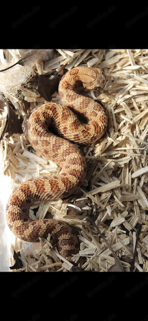1.0 Mai Tai Heterodon Nasicus Hakennasennatter