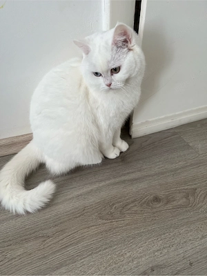 Bkh Kurz Haar Bild 5