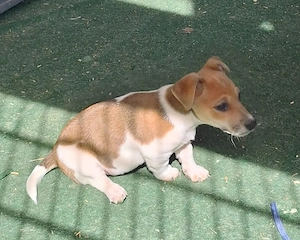 Jack Russell Terrier Rüde 