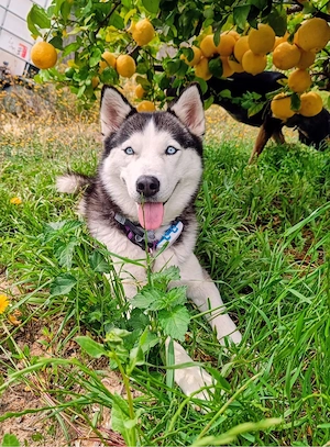     Julieta   Husky-Herz sucht Abenteuer fürs Leben