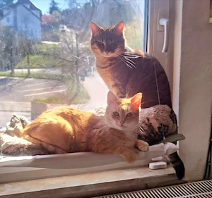 Mila+Goldi, 6 Jahre, zusammen 