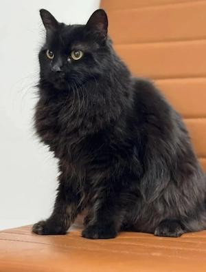 Princess Schwarzes Flauschi sucht harmonisches Zuhause Bild 4