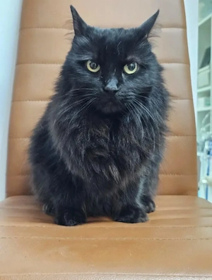 Princess Schwarzes Flauschi sucht harmonisches Zuhause
