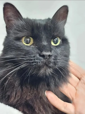 Princess Schwarzes Flauschi sucht harmonisches Zuhause Bild 3