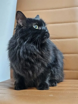 Princess Schwarzes Flauschi sucht harmonisches Zuhause Bild 5