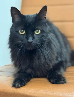 Princess Schwarzes Flauschi sucht harmonisches Zuhause Bild 2