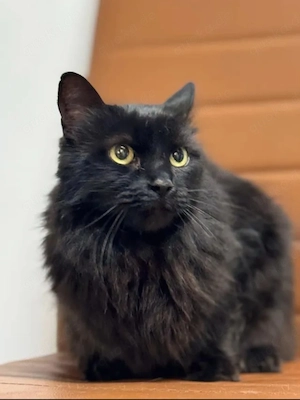 Princess Schwarzes Flauschi sucht harmonisches Zuhause Bild 6