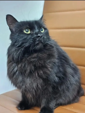Princess Schwarzes Flauschi sucht harmonisches Zuhause Bild 7