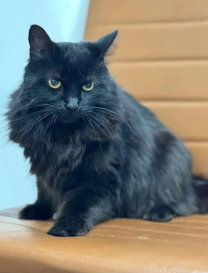 Princess Schwarzes Flauschi sucht harmonisches Zuhause Bild 10