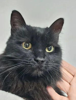 Princess Schwarzes Flauschi sucht harmonisches Zuhause Bild 9