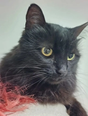 Princess Schwarzes Flauschi sucht harmonisches Zuhause Bild 8