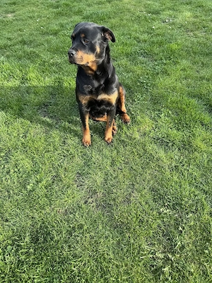 Rottweiler Welpen