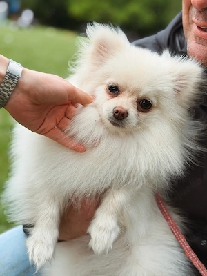 Pomeranian Zwergspitz