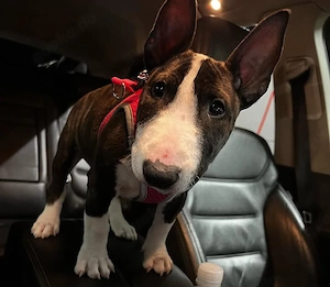 Miniatur Bullterrier Welpen