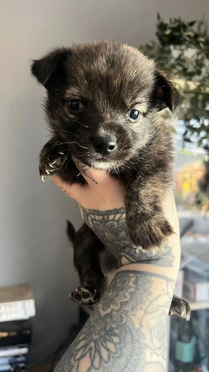 Pomsky - Merle Welpen