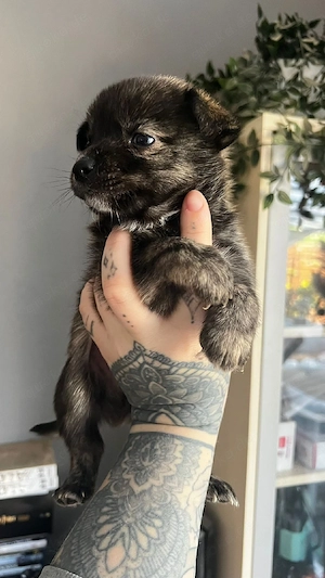 Pomsky Welpen 