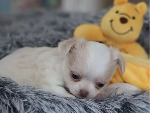 Gesunde und verspielte Chihuahua-Welpen   Bereit für Ihre Familie