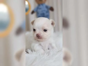 Wunderschöne Chihuahua-Welpen suchen ein liebevolles Zuhause