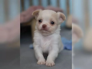Gesunde und verspielte Chihuahua-Welpen   Bereit für Ihre Familie