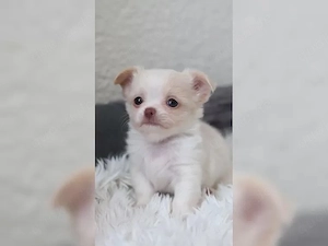 3 unserer zuckersüßen, lieben Chihuahuawelpen (Kurzhaar), Chaya, 