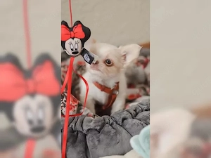 Gesunde und verspielte Chihuahua-Welpen   Bereit für Ihre Familie