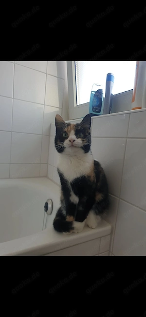 eine katze in liebe hände zu vermitteln