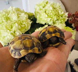 Griechische Landschildkröten, Nachzucht 2025 Bild 5
