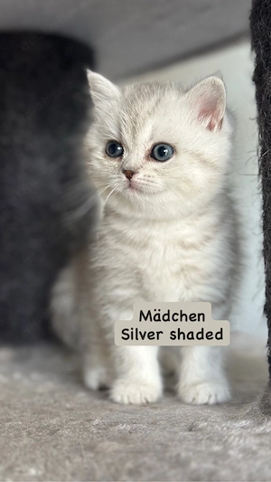 BKH Kitten *Abgabebereit*