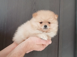 Pomeranian  Bild 2