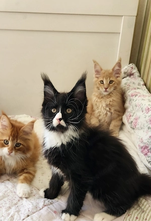 =^..^=Traumhaftes Maine Coon kitten KATER mit Stammbaum aus seriöser Zucht 