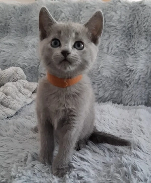 Russisch Blau Kitten
