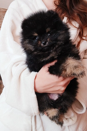 Pomeranian  Bild 4
