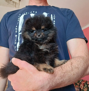Pomeranian  Bild 3