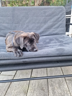 cane corso mix 