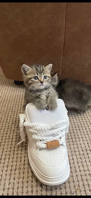 Süßes BKH Kitten sucht ein liebevolles Zuhause 