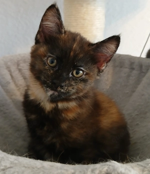 Maine Coon Siam kätzchen
