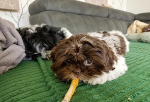 Bezaubernde Shih Tzu Welpen suchen ein neues Zuhause