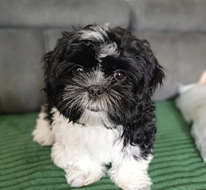 Bezaubernde Shih Tzu Welpen suchen ein neues Zuhause