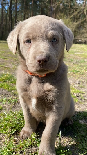 noch ein silber labrador rüde 10 wochen 