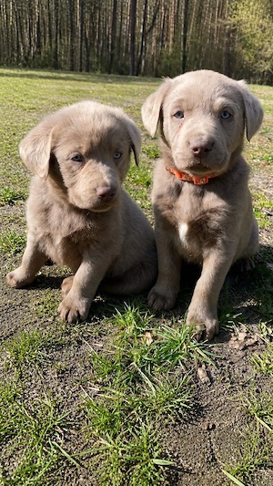 Unsere wunderschönen silbernen Labrador Retriever Rüden suchen ein liebevolles Zuhause   