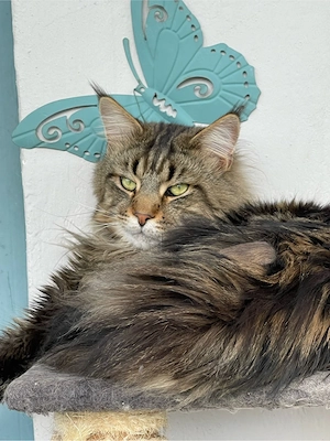 deckater maine coon haben stammbaut
