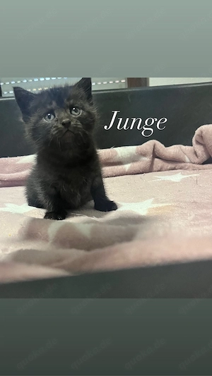 bkh mix kitten 