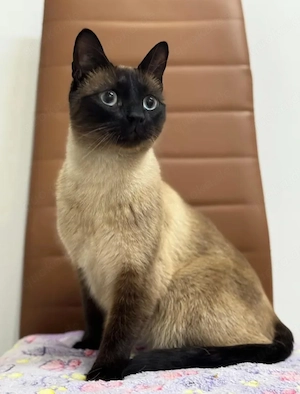 Kitty Freundliches Katzenmädel sucht gechilltes Zuhause