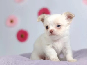 Zuckersüßer Chihuahua Rüde sucht seine Familie für immer