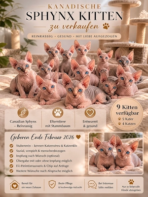 Kanadische - Canadian Sphynx Katzenbabys - Kitten zu verkaufen   Reinrassig